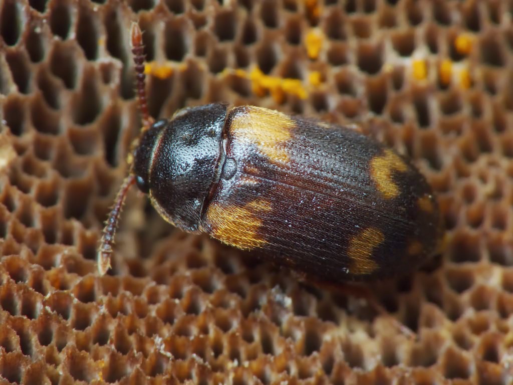Mycetophagus decempunctatus Fabricius, 1801